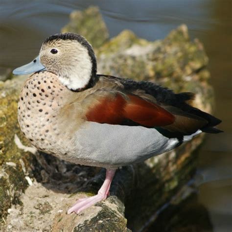 Ringed Teal Ducks Purely Poultry Teal Duck Chicken Eggs Beautiful