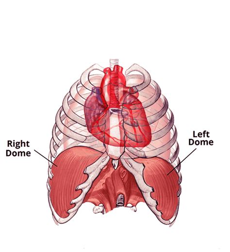 Anatomy human, stomach and liver, heart and kidney illustration. Diaphragmatic Paralysis 2.0 CE Hours | Florida Nurses CEU / In-Services Hours
