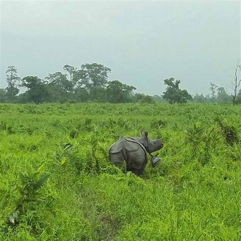 Poaching Tragedy Leaves Newborn Rhino Calf Orphaned Save The Rhino