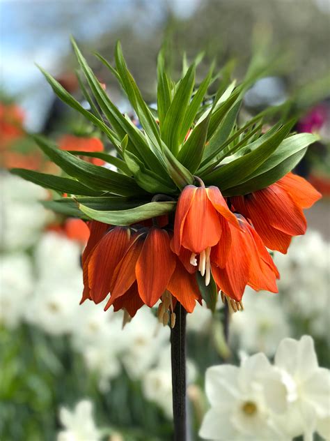 Crown Imperial Red Fritillaria Imp Rubra Maxima Dutchgrown™