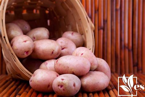 Red Pontiac Potatoes Care Guide Buried Rubies For Your Garden