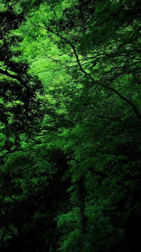 Greenery Nature Wallpaper Download Mobcup