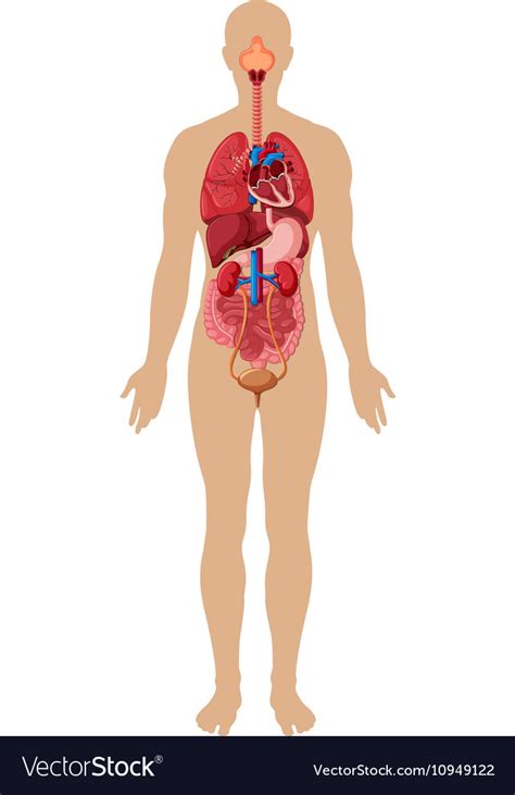 Human Body And Different Organs Royalty Free Vector Image