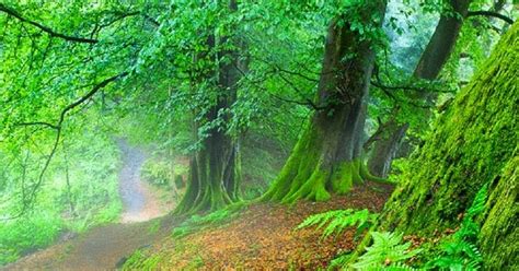 Beautiful Green Forest Stunning Nature