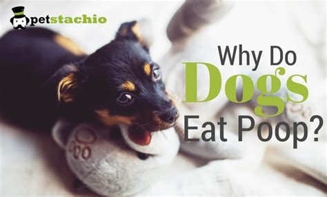Why Do Dogs Eat Poop Petstachio Answering Pet Questions
