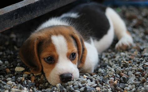 Beagle Puppy Pets Cute Animals Dogs Beagles Hd Wallpaper Peakpx