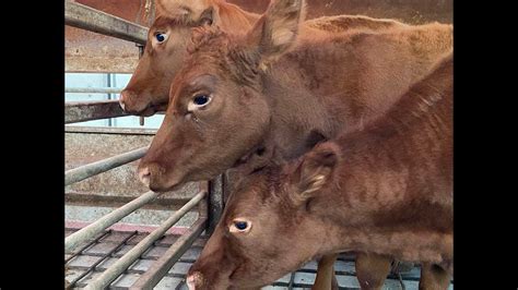 Sacrifice Red Heifers In Jerusalem For The Third Temple To Be Built In