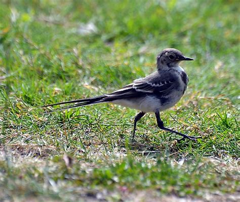 Pied Wagtail This Years Baby 61 No Private Group Or Mult Flickr