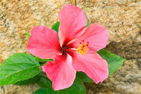 Pink Hibiscus And Brown Brick Wall Stock Image Image Of Wildflower