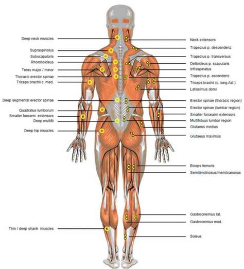 As commonly defined, the human body is the physical manifestation of a human being, a collection of chemical elements, mobile electrons, and electromagnetic fields present in extracellular materials and cellular components organized hierarchically into cells, tissues, organs,and organ systems. Lower Back Parts Of The Body | MedicineBTG.com