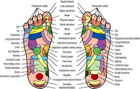 Reflexology The Health Benefits Of A Foot Massage Health And Wellness