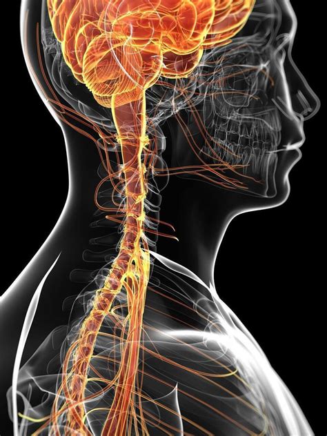 O Que é A Medula Espinal