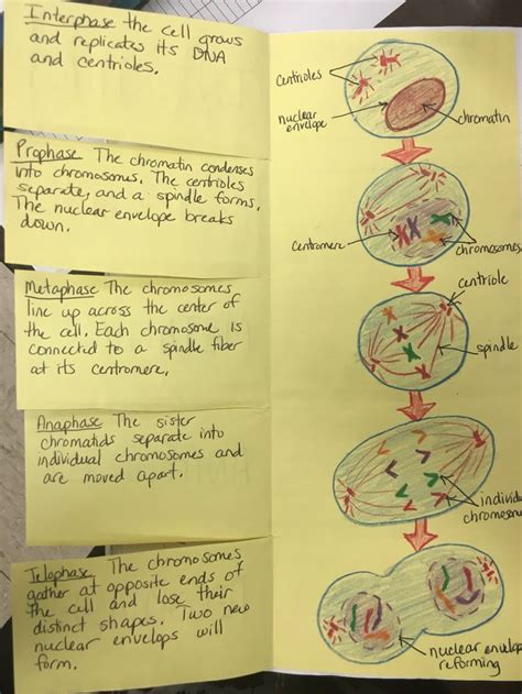 Mitosis Foldable By Cthomasbiology Biology Classroom Science Cells