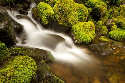 Mossy Forest Wallpapers Top Free Mossy Forest Backgrounds