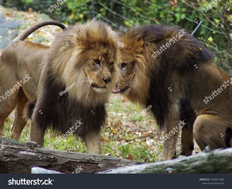 Portrait Lion Bronx Zoo Observing Habitat Stock Photo 1544817902