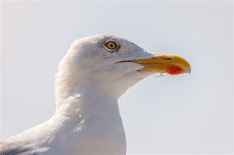 Seagull Bird Close To Free Photo On Pixabay Pixabay