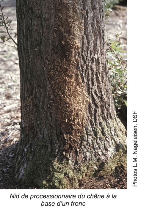 Lorsque que l'on est propriétaire et que sur son terrain on découvre la présence de nids dans les arbres, il est possible de faire appel à la mairie. Chenilles processionnaires : un DANGER réel pour vos ...