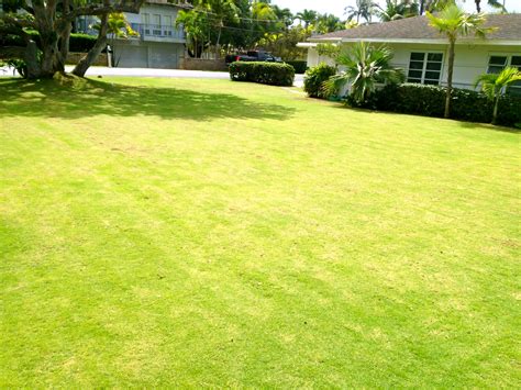 The first step is to determine how many square feet your lawn or the area you want to convert is. Dethatching and Reel Mowing: How To Bring Your (Old) Zoysia Back to Life | Ohana Lawn Service