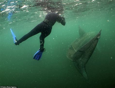 Its Behind You Terrifying Looking Shark Creeps Up On Stunned