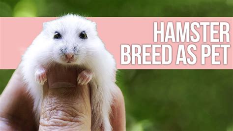 5 Best Hamster Breed As Pet Youtube