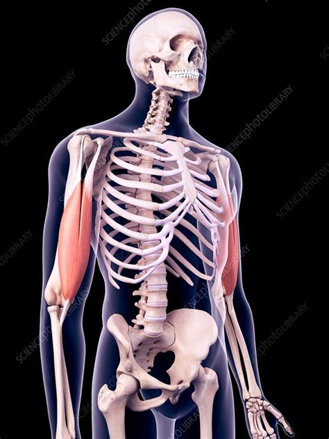 Biceps Muscles Illustration Stock Image F0171012 Science Photo