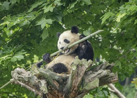 Giant Pandas No Longer Endangered Signaling Chinas Success In