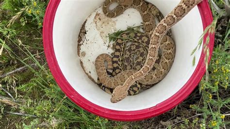 Rattlesnake Den In A Scottsdale Backyard Youtube