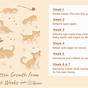 Growth Chart For Kittens