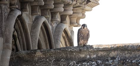 Peregrine Falcons At Salisbury Cathedral Wiltshire Uk