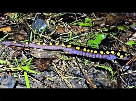 Spotted Salamander Spring Migration Is An Incredible Event To Witness