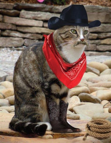 37 Best Images About Catscowboycowgirl On Pinterest