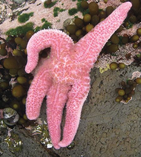 Giant Pink Star Giant Pink Star Pisaster Brevispinus Str Flickr