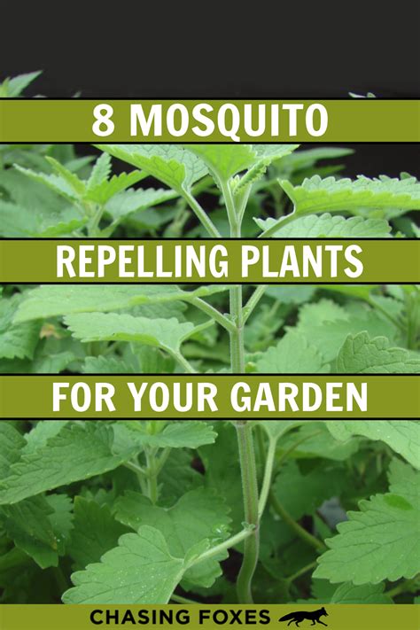 8 Mosquito Repelling Plants For Your Garden In 2020 Mosquito