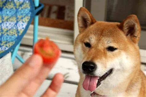 Can Dogs Eat Tomatoes Are Tomatoes Bad For Dogs Pet Diet Guide