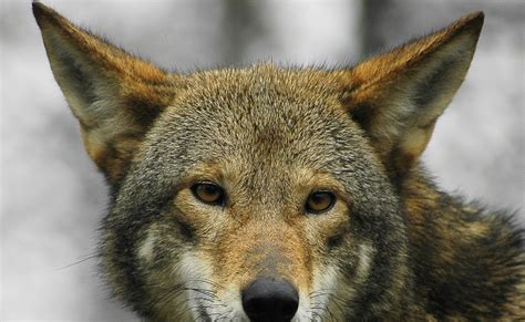 Red Wolf | Best Animal Wallpapers