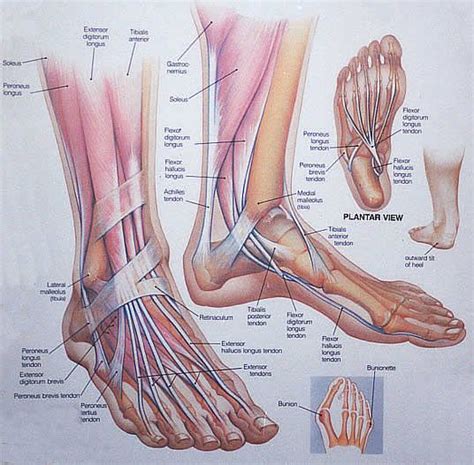 17 Best Images About Anatomy Of Ankle On Pinterest Different Types