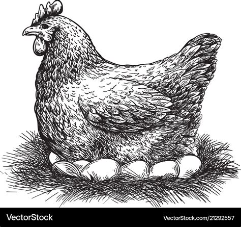 Chicken And Eggs Sketch Royalty Free Vector Image