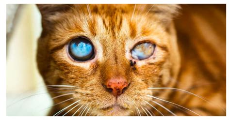 Photographer Captures The Beauty In Blind Cats To Help Them Find New