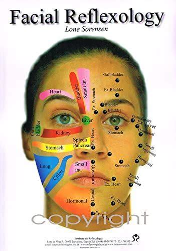 facial reflexology chart a3 by lone sorensen lopez uk lone sorensen lopez