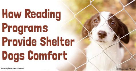 Reading Programs For Sheltered Dogs
