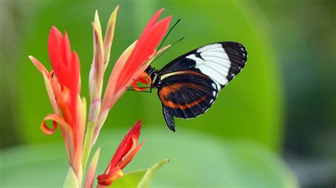 Butterfly On Coral Colored Flower 4k Ultra Hd Wallpaper