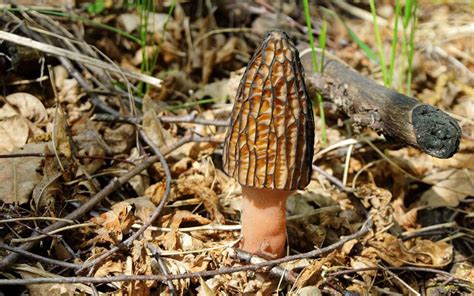 Common Mushrooms In Tennessee Edible Poisonous Star Mushroom Farms