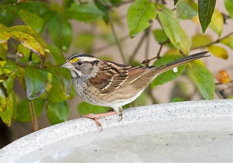 29 Backyard Birds To Know South Carolina 2022