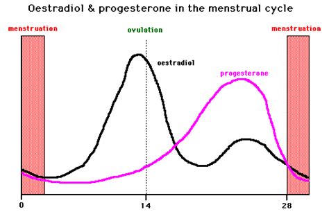 Graph Of Sex Hormone Levels During The Menstrual Cycle General