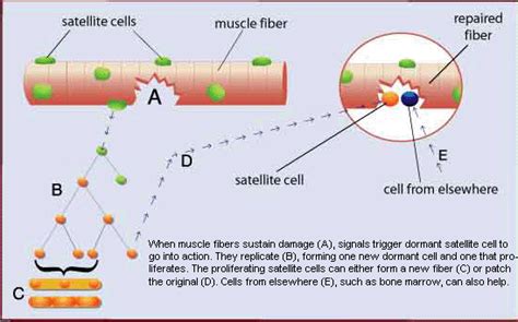 Doctors Gates Satellite Cells In Skeletal Muscle Proliferate And