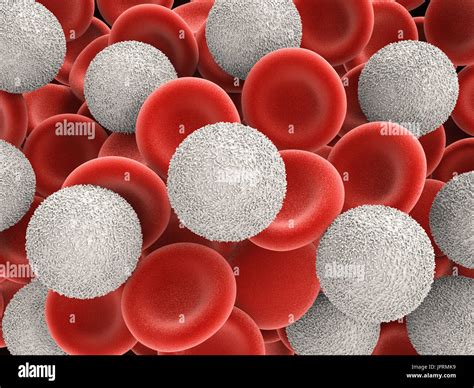 Red And White Blood Cells