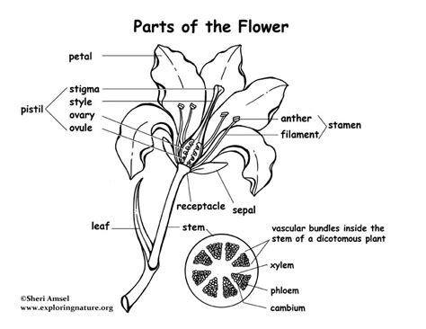 Flower Parts Labeling Page