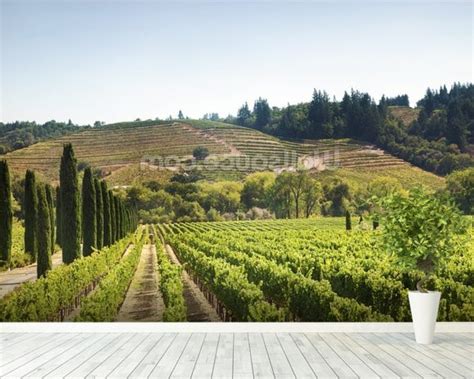 California Vineyards Wallpaper Wall Mural Wallsauce Uk