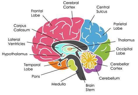Know Your Nervous System Organs Function Medclique