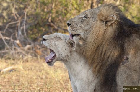 The White Lions Of The Timbavati Africa Geographic